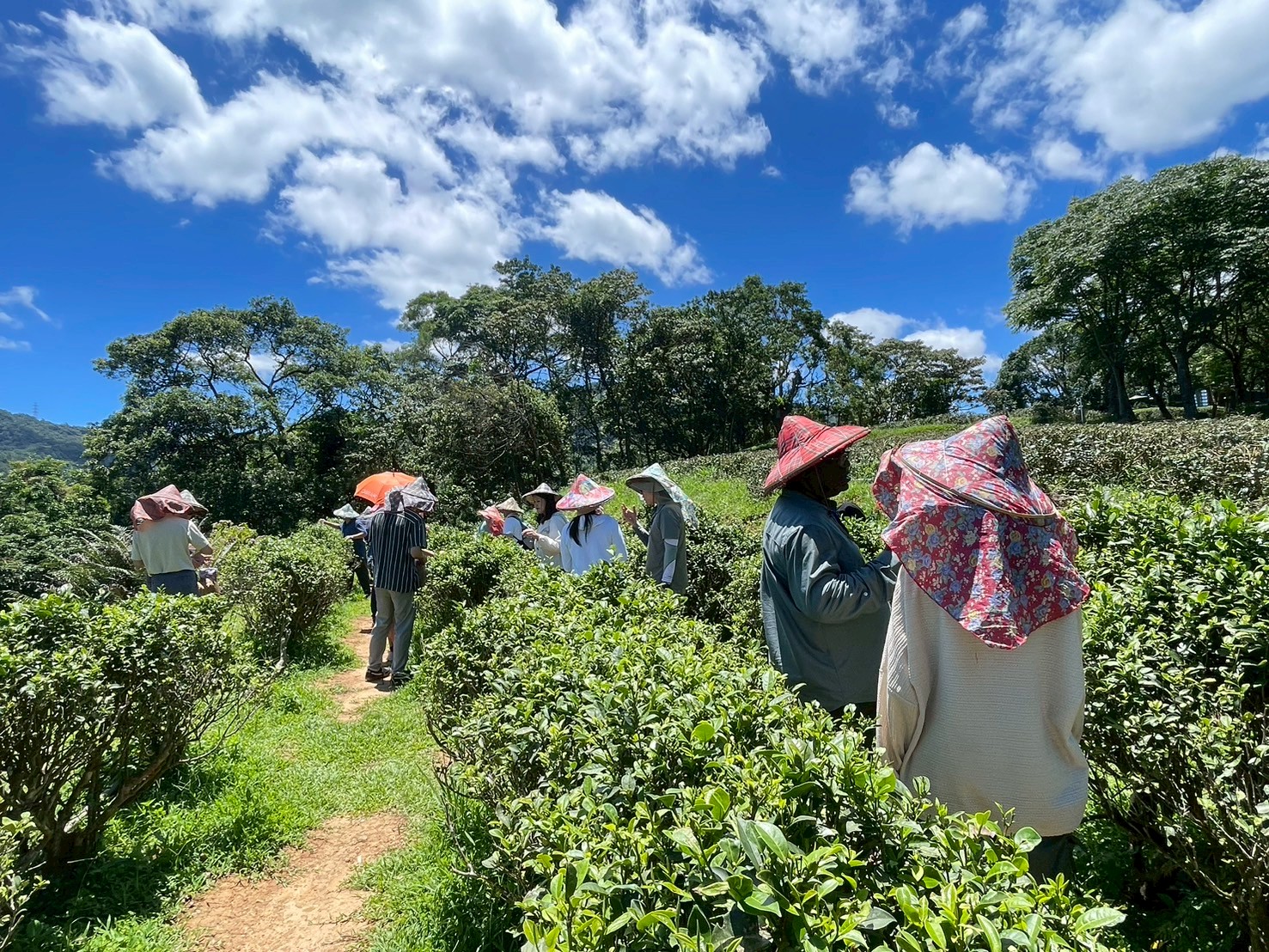 Experience tea leaf picking